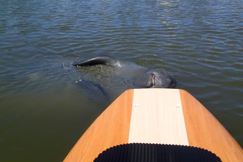 New Smyrna: Half-Day Guided SUP or Kayak Waterways Tour - Frequently Asked Questions