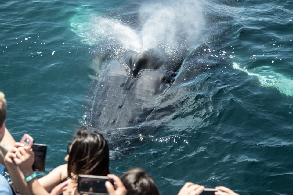 Newport Beach: Year-Round Whale Watching Cruise - Included Offerings and Fees