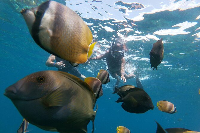 NNUSA Penida: Snorkeling at 2 - 4 Spots, Manta Point or Manta Bay - Participation Guidelines