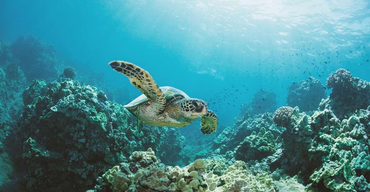 Oahu: Turtle Canyon Snorkeling Boat Tour - Meeting Point and Arrival