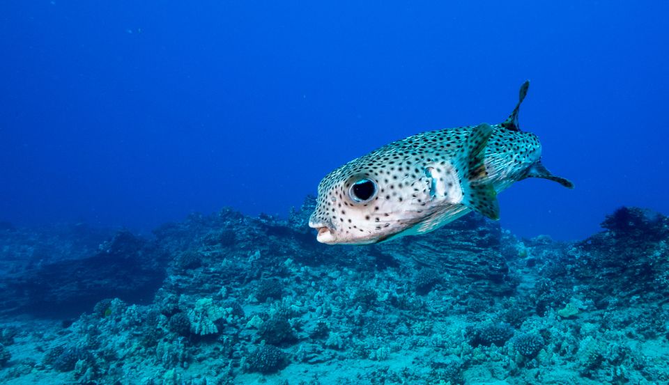 Oahu: Waikiki Discovery Scuba Diving for Beginners - What to Expect on the Dive