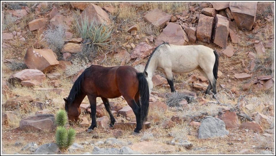 Off-road Desert Adventure: Secrets of the Old West - Additional Information