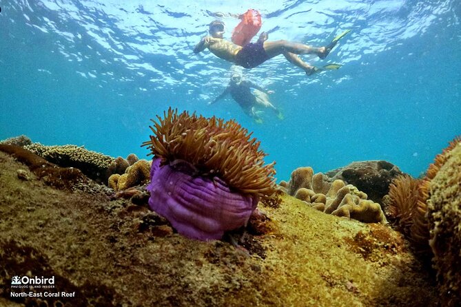 Onbird - PRIVATE ADVENTURE SNORKELING - Explore Half-Moon Reef & Coral Mountain - Snorkeling Gear and Guidance
