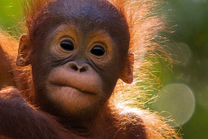 Orangutan Tour Tanjung Puting 3D2N - Highlights of the Tour