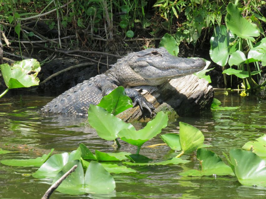 Orlando: Small Group Manatee Discovery Kayak Tour - Inclusions and Amenities