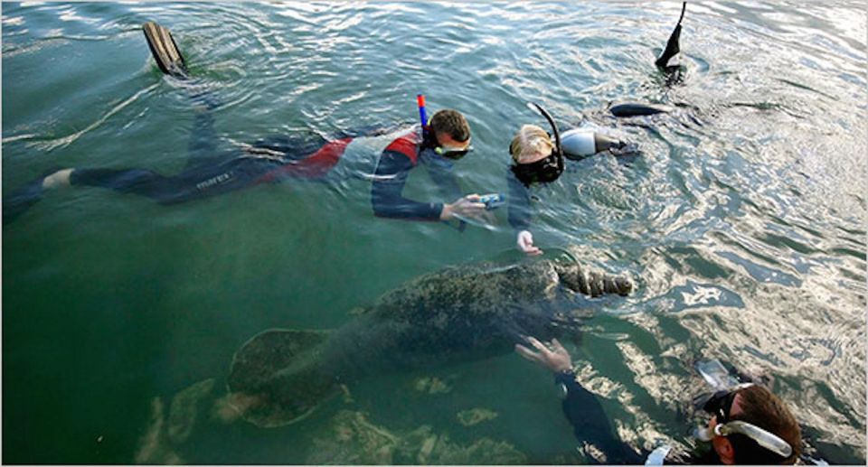 Orlando: Swim With Manatees and Homosassa State Park Visit - Pricing and Booking