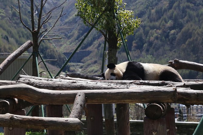 Panda Tour Chengdu Base Dujingyan Center Option Panda Volunteer - Customer Experiences and Recommendations