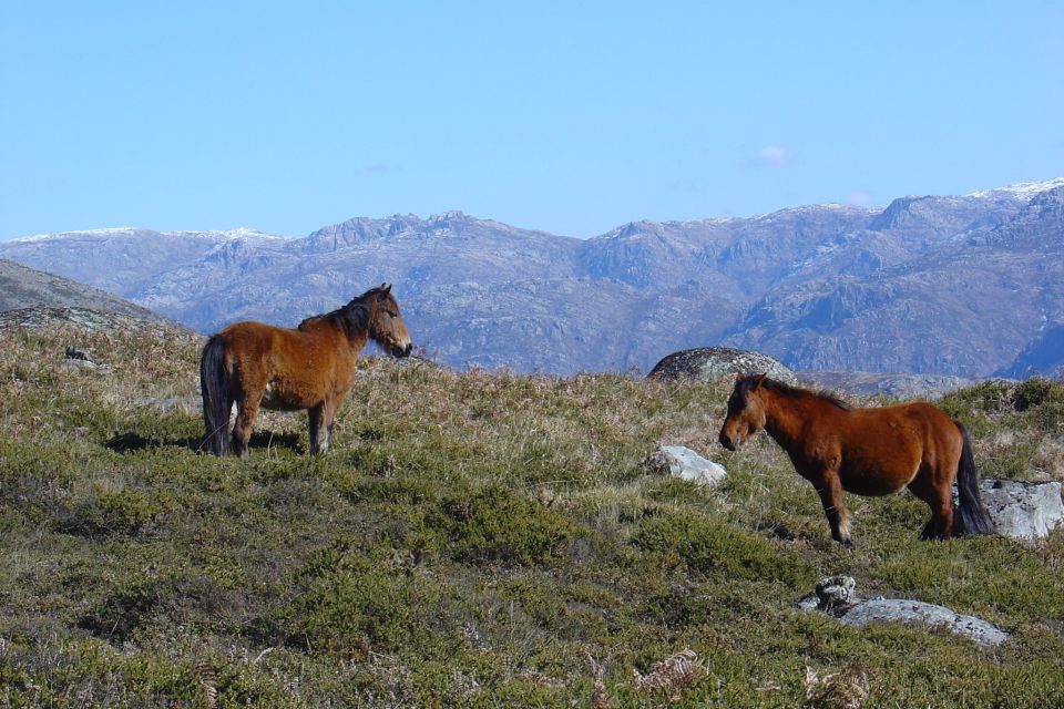 Peneda-Gerês: Full-Day Premium Tour - Activity Description