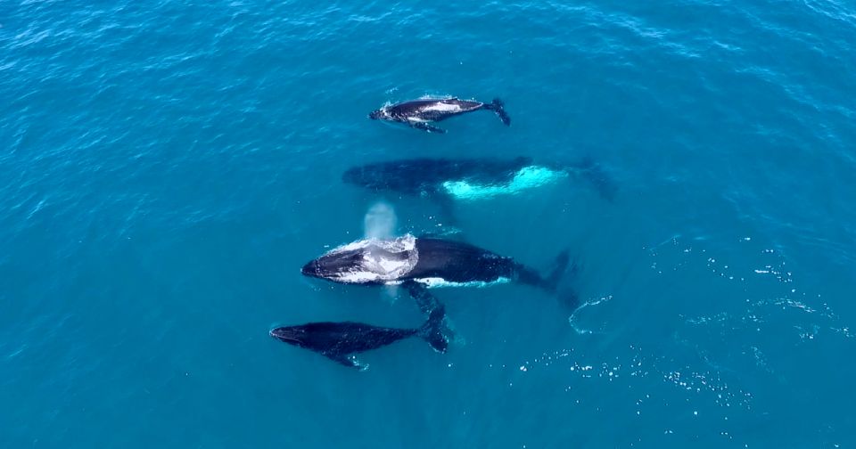 Perth: Whale Watching Cruise From Hillarys Boat Harbor - Price and Duration