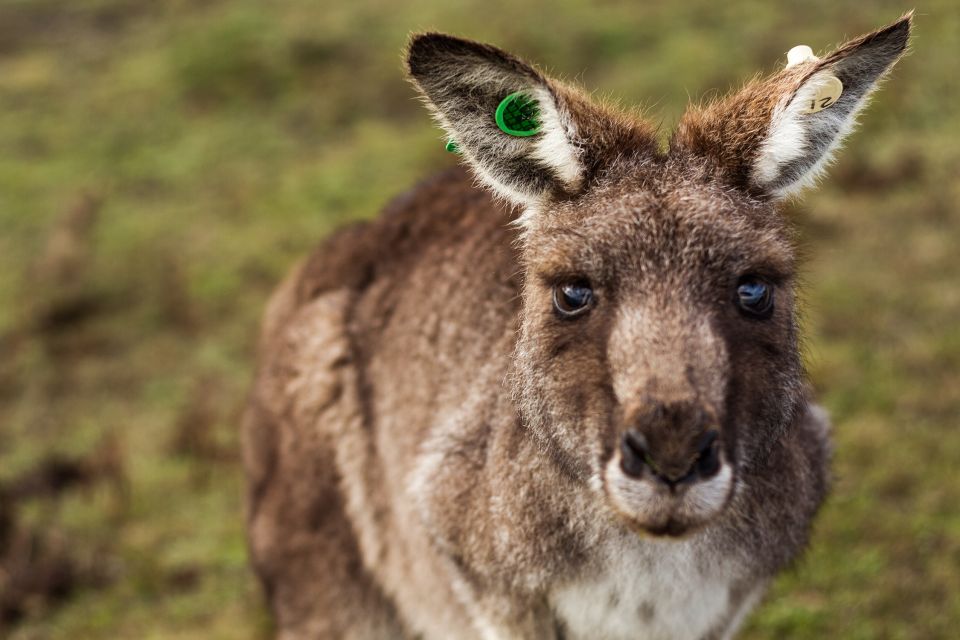 Phillip Island: Nature Hike and Penguin Parade With Guide - Important Information