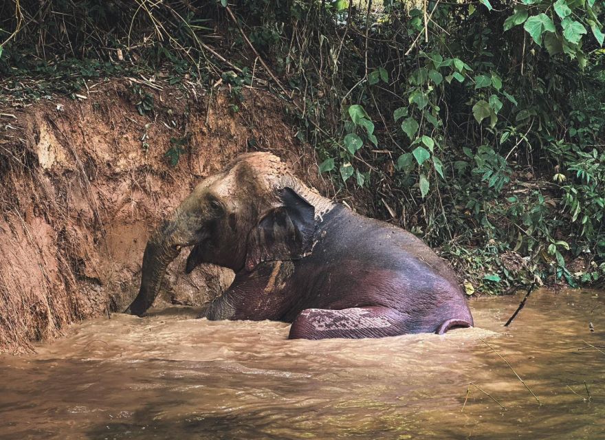 Phuket: Full-Day Elephant Explorer at Phuket Elephant Care - Preparing Nutritious Meals