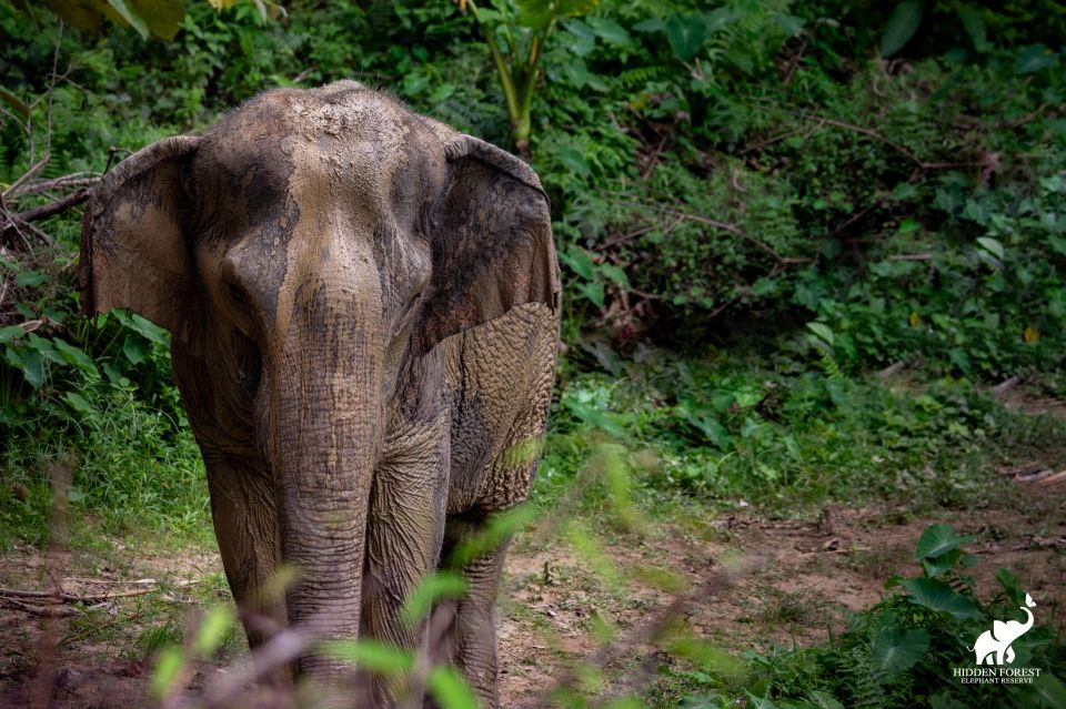 Phuket: Hidden Forest Elephant Reserve With Meal & Transfer - Observe Elephants in Nature