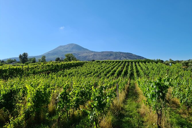 Pompeii Guided and Trip to Two Wineries With Lunch - Pickup and Drop-off Service