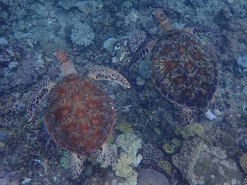 Port Douglas: Outer Great Barrier Reef Snorkeling Cruise - Language