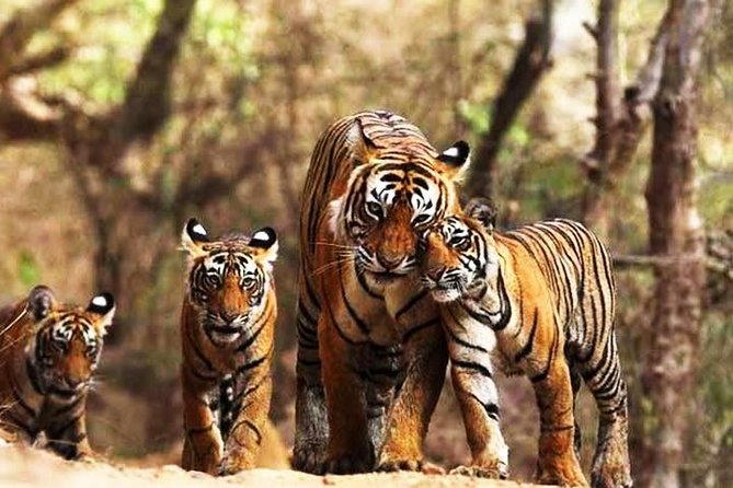 Private 6-Day Ranthambhore Tiger Tour Including Delhi, Agra and Jaipur - Accommodation and Meals