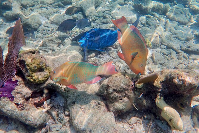 Private Looe Key Snorkel From Big Pine Key - Frequently Asked Questions