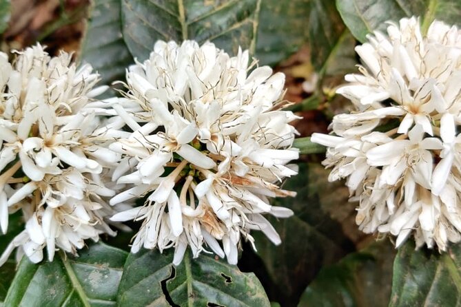 Private Mercara Coorg Coffee and Spice Estate Tour - Coffee Production Process