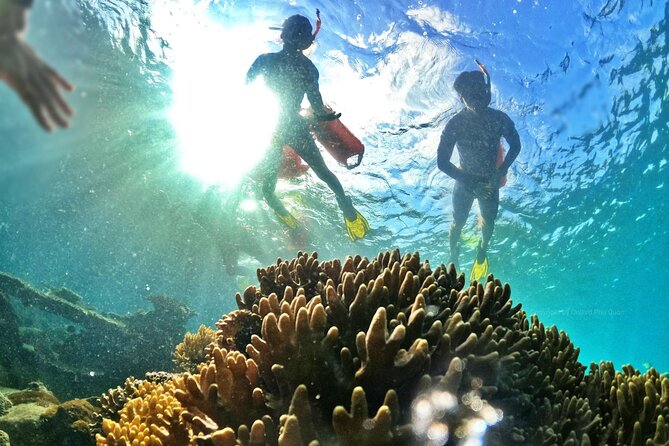 Private- Short Snorkeling at Coral Mountain & North-East Coral Reef by Speedboat - Customer Reviews and Ratings