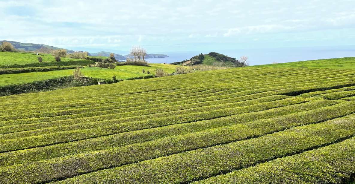 Private Tour of Furnas Valley, Gorreana Tea - Island Gems - Gorreana Tea Factory