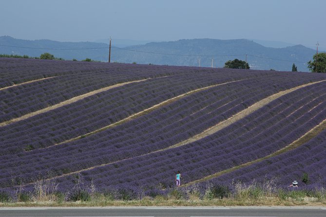 Provence Lavender Fields Tour From Aix-En-Provence - History and Varieties of Lavender
