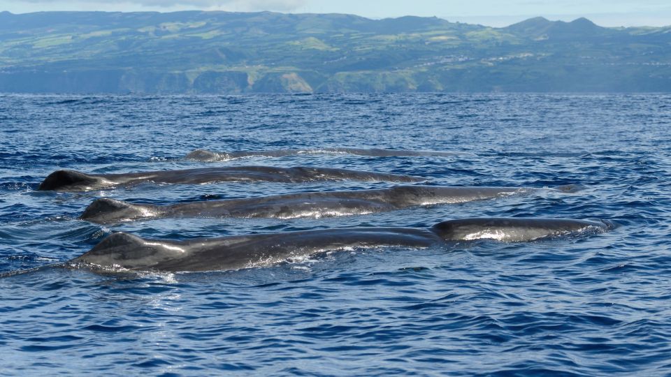 Rabo De Peixe: Sperm Whale Sanctuary Expedition - Encounter With Sperm Whales