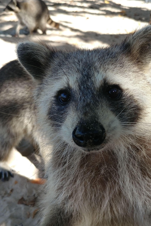 Raccoon Island: Exploration on SUP/Kayak - Encounter With Sandspur Island Raccoons