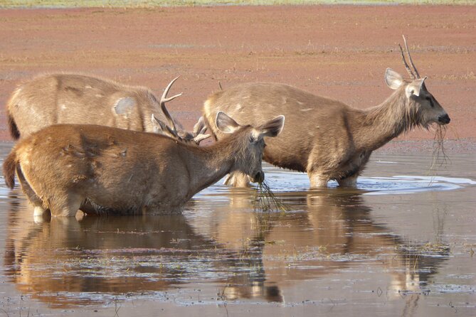 Ranthambore National Park - Additional Park Information