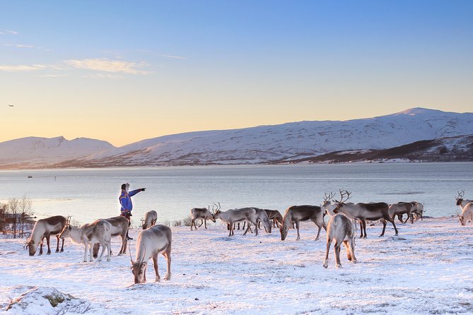 Reindeer Sledding Experience and Sami Culture Tour From Tromso - Sami Cultural Immersion