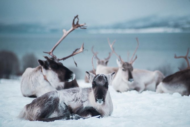 Reindeer Visit, and Sami Culture Including Lunch From Tromso - Listening to Joik Performance