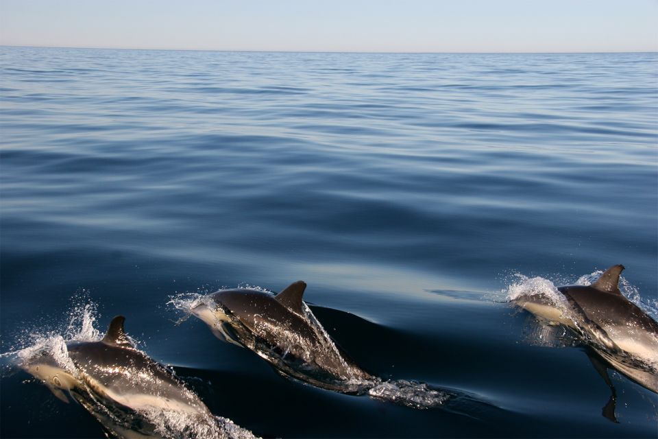 Ria Formosa: Dolphin-Watching Boat Tour - What to Expect on Board