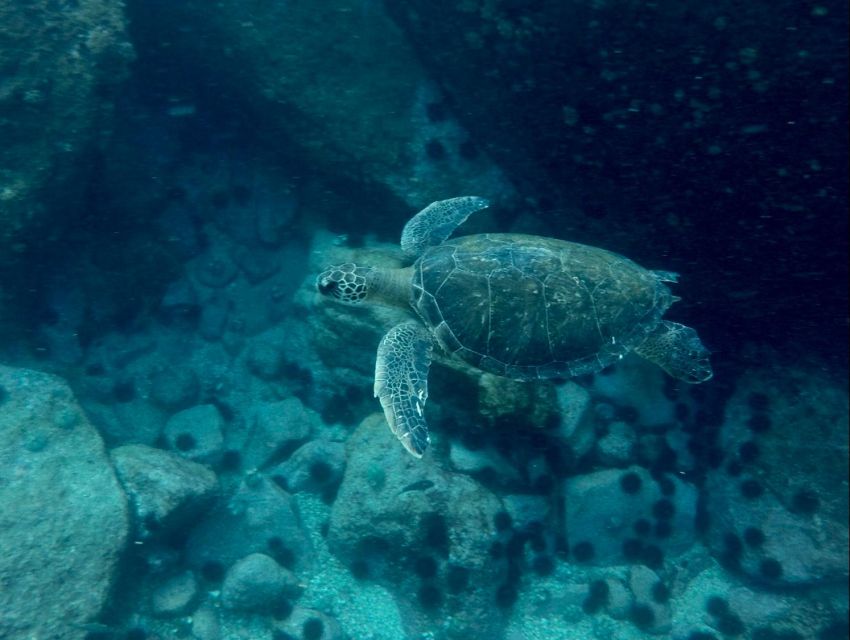 Rio: Snorkel & Swim With Turtles Tour at Tijuca Islands - Walk at Ilhas Tijucas