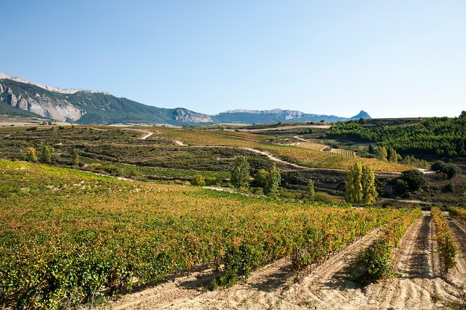 Rioja Wine Tour: 2 Wineries Visit With Tasting From San Sebastian - Light Pintxos Selection in Laguardia
