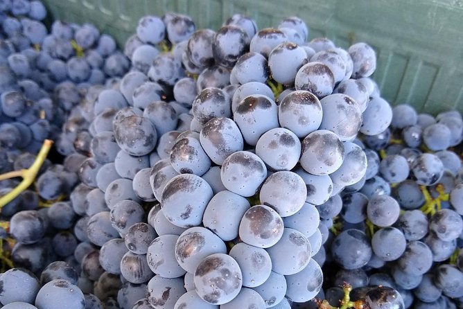 Ronda Full Day Wine Tour From Marbella - Highlights