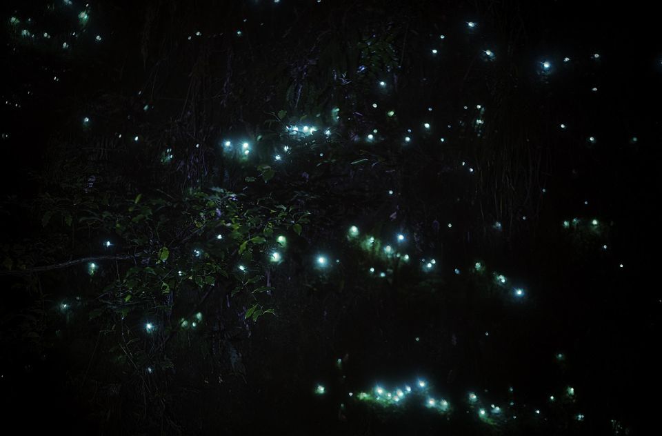 Rotorua: Nocturnal Glow Worm Tour With a Guide - Directions