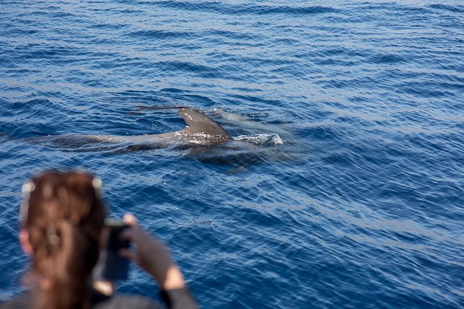 Royal Delfin - 2Hour Sustainable Dolphin & Whale Watching Mini Cruise - Booking and Confirmation
