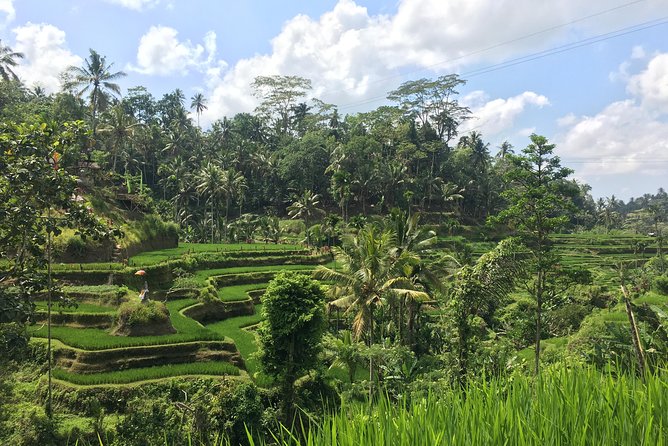 Sacred Monkey Forest Sanctuary - Rice Terrace - Waterfall - Temple - Inclusions and Exclusions