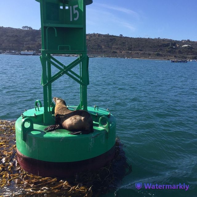 San Diego: Half-Day Marine Wildlife Tour With Lunch - Meeting Point