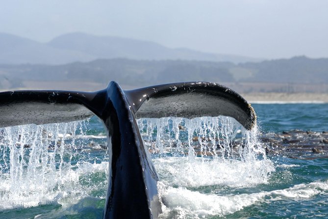 San Diego Whale Watching Cruise - Directions for Boarding