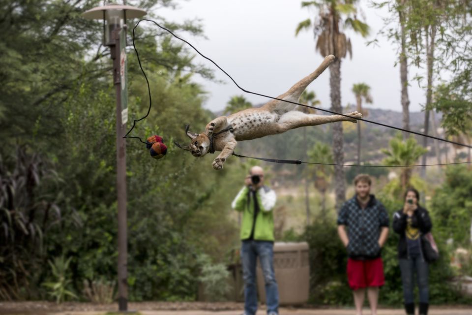 San Diego Zoo and Safari Park: 2-Day Entry Ticket - Visitor Information