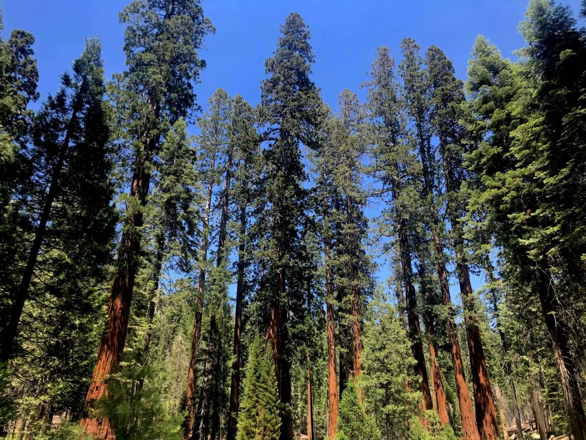 San Francisco: Day Trip to Yosemite With Giant Sequoias Hike - Important Information