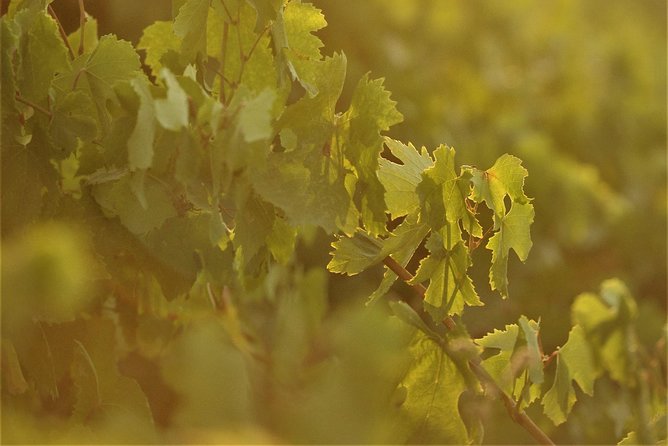 Santorini Wine Tour With 10 Wine Tastings and Oia Sunset - Booking Information