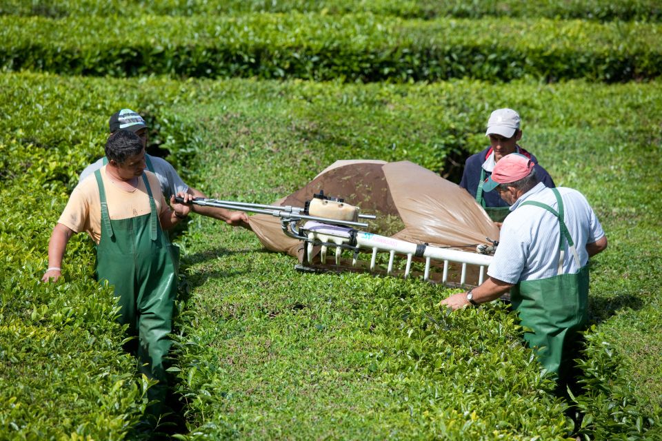 São Miguel: Furnas Volcano & Tea Plantation Tour & Lunch - Visiting the Furnas Valley