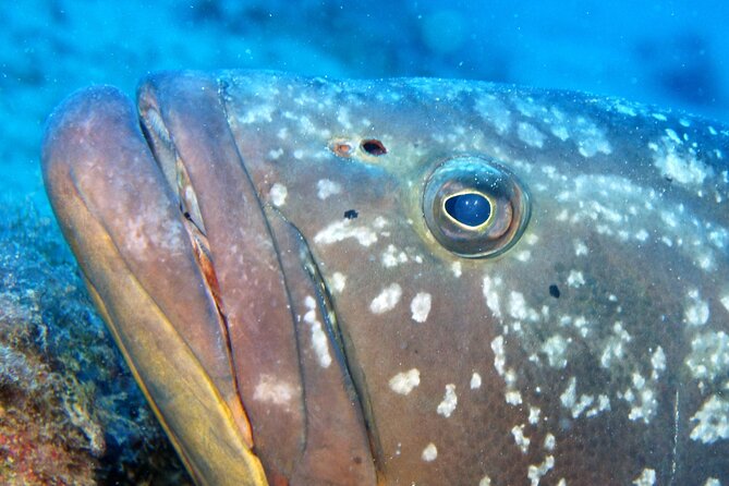 Scuba Diving in Lanzarote (For Certified Divers Only) - Dive Insurance Requirement in Spain