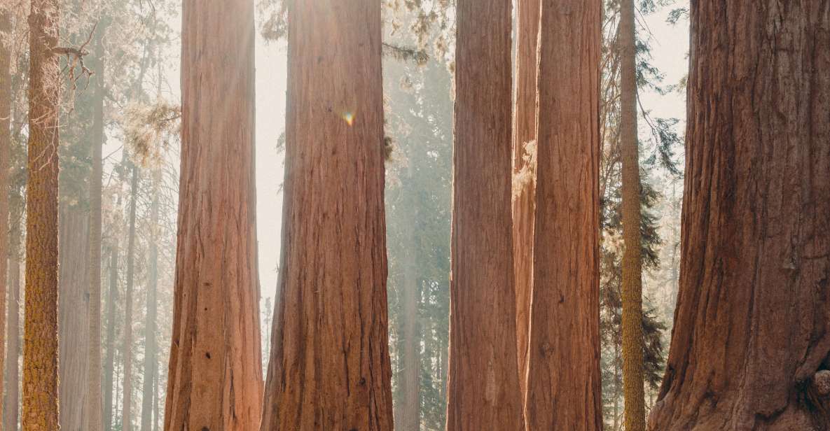 Sequoia: Private Tour & Hike - Park Exploration and Hiking