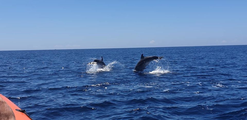 Sesimbra: Eco-friendly Dolphin Watching Tour - Tour Pricing and Duration