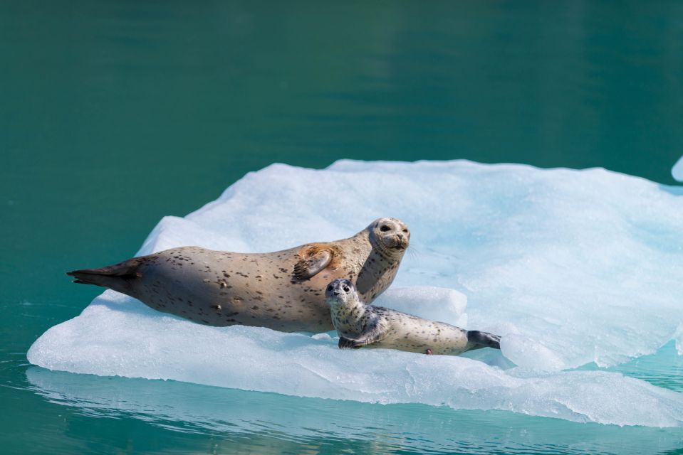 Seward: Kenai Fjords National Park 6-Hour Cruise - Important Considerations