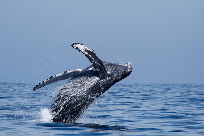 Shared Two-Hour Whale Watching Tour From Oceanside - Booking Information