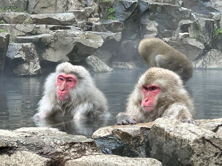 Shuttle Van Tour Snow Monkey Park To/From Tokyo 23 Wards - Pickup and Drop-off Options