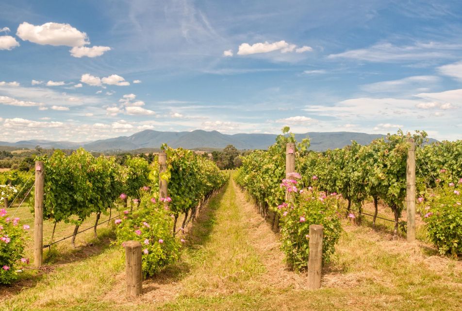 Sip and Savor: Private Yarra Valley Wine Tour From Melbourne - Highlights and Important Information