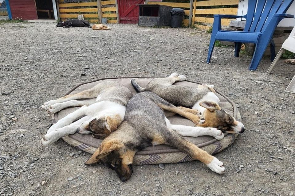 Skagway: Klondike Highway & Yukon Bus Tour With Husky Kennel - Visiting the Tagish Lake Kennel